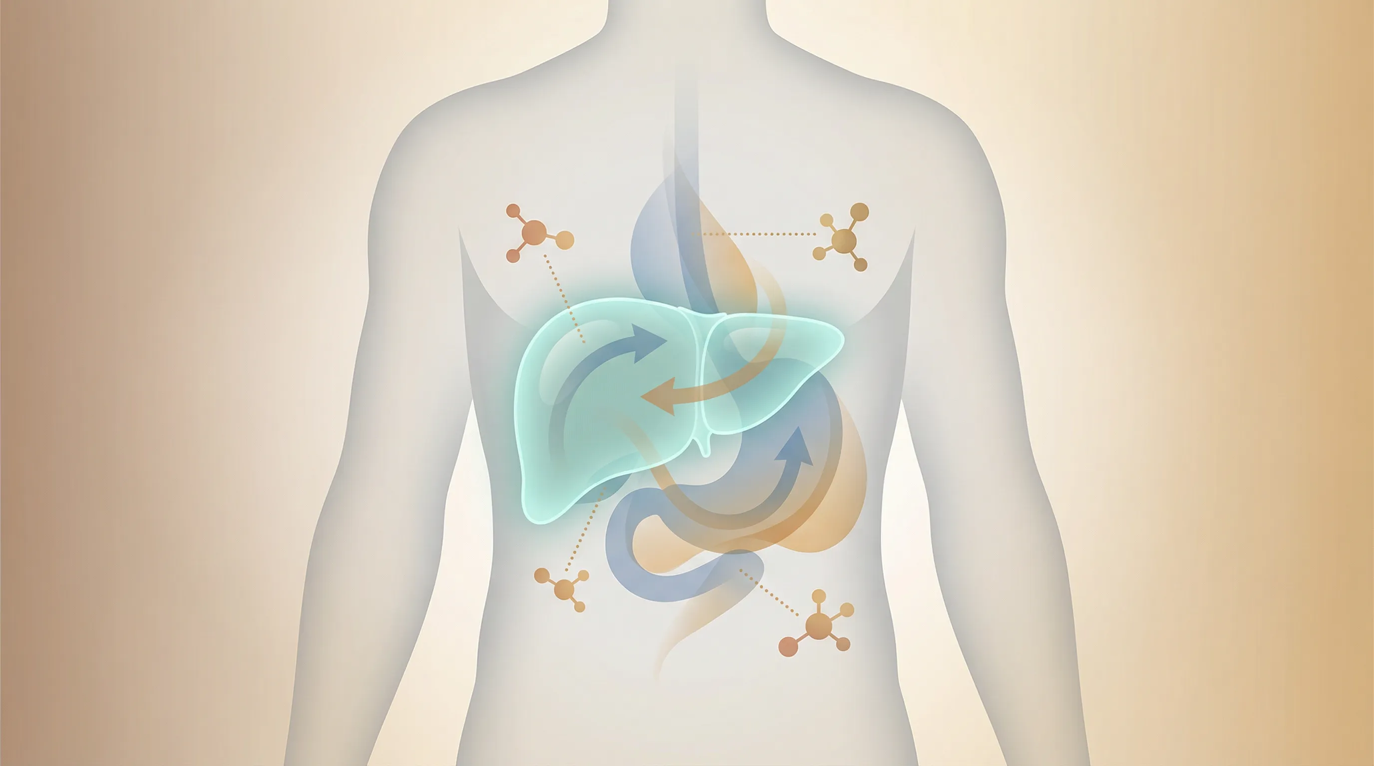 Medical illustration showing liver and alcohol metabolism in the human body - understanding how alcohol is processed differently after age 40